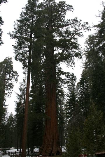 20-Sequoia 0004.JPG